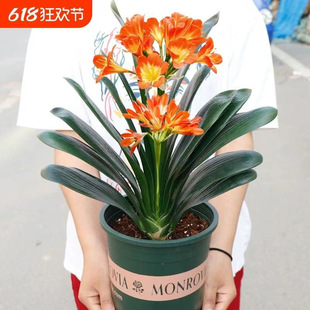 �����m�����m���绨�ܾGֲ�̨�҃��ͺ�ֲ��͏d�G�}�������ȩ