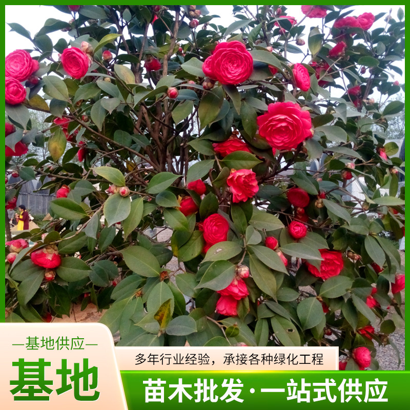 庭院山茶花冬季四季花卉耐冬茶花楼顶耐冻大型树苗绿植花绿化乔木