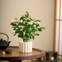 茉莉花盆栽浓香带花苞室内水培驱蚊四季好养绿植花卉厂家直销跨境