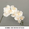 Silk cloth European Phalaenopsis Champagne