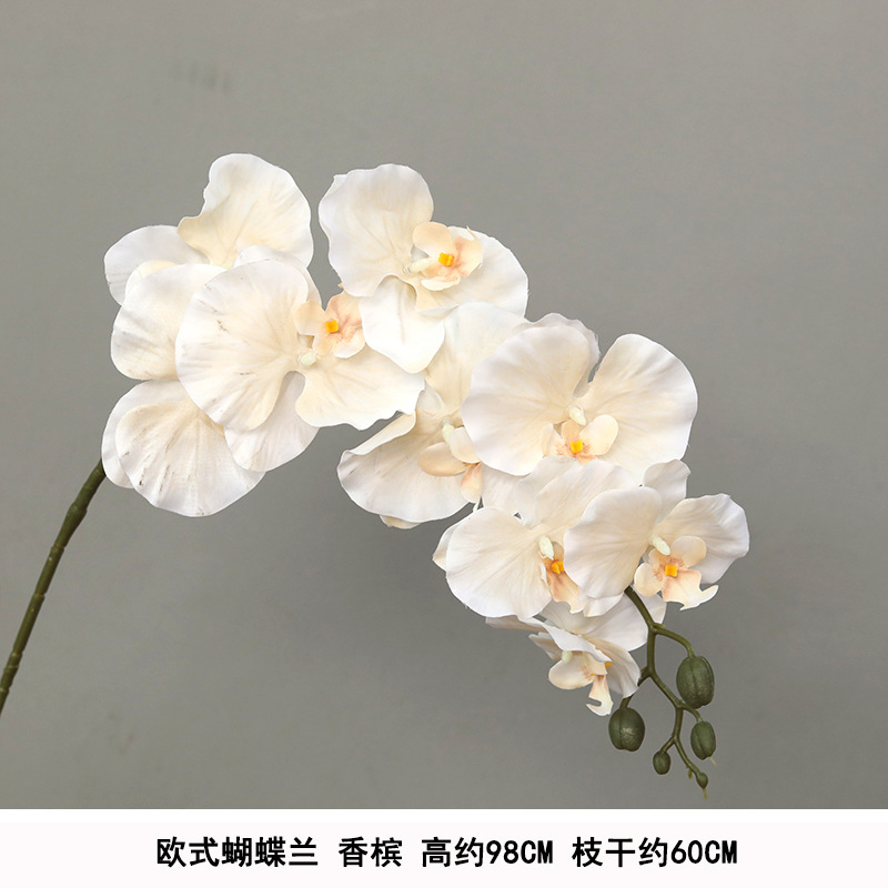 Silk european phalaenopsis champagne