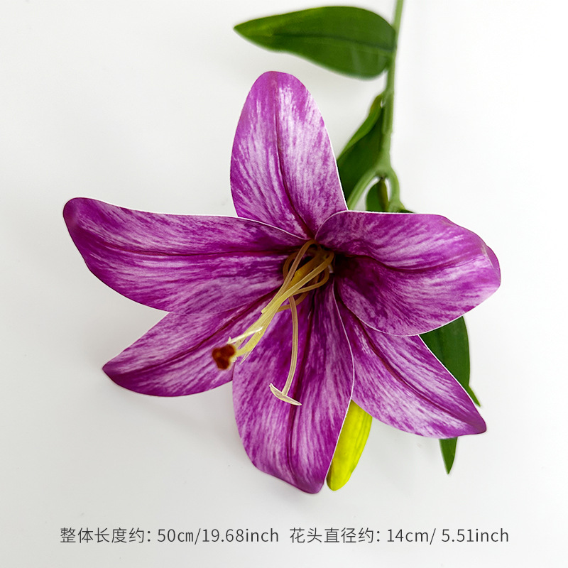 보라