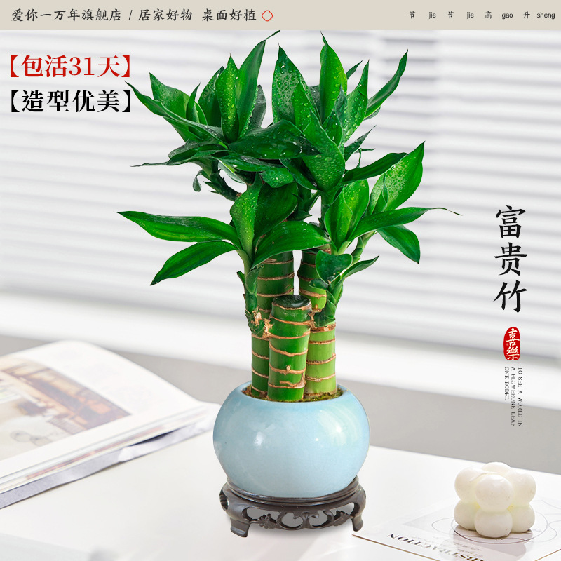 행운죽 3개 + 얼음유약 하늘색 화분 + 원형 베이스 (포장석 + 영양액 포함)