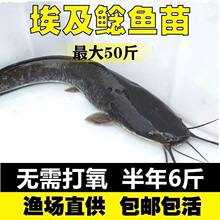 四川埃及塘鲺鱼淡水 养殖埃及鱼苗革胡子鲶鱼苗本地塘角鱼苗批 发