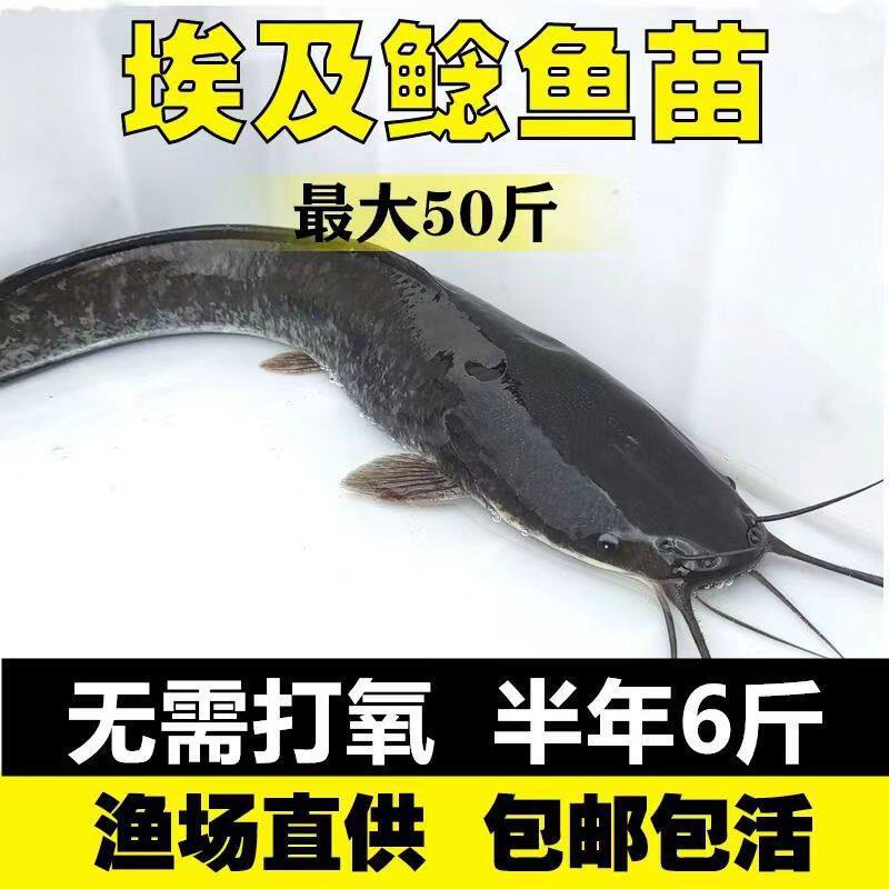 四川埃及塘鲺鱼淡水 养殖埃及鱼苗革胡子鲶鱼苗本地塘角鱼苗批 发