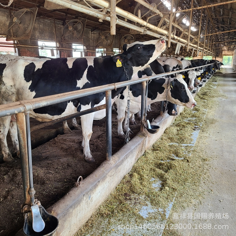 广州奶牛养殖场 奶牛犊 鲁西黄牛荷斯坦高产奶牛养殖场