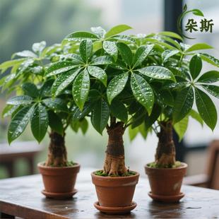 �lؔ��С���Ի��ܾGֲ���k���҃ȾG�}����ˮ��lؔ����B����ֲ��