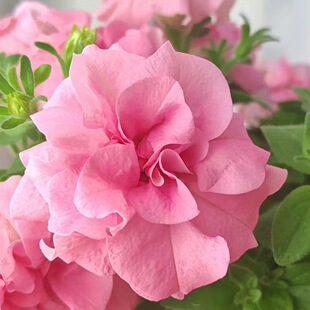 ���׷N���ܷN�Ӵ�����ţ���N�Ӵ�������ţ�N�ӻ��N�M�������ļ���