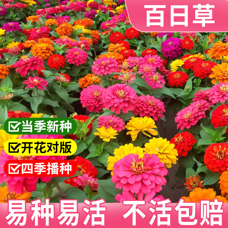 Zinnia Dwarf Double-Flowered Seeds for Balcony Potted Planting, Zinnia Wildflower Mix for All-Season Sowing and Blooming Seeds Collection Zinnia Dwarf Double-Flowered Seeds for Balcony Potted Planting, Zinnia Wildflower Mix for All-Season Sowing and Blooming Seeds Collection