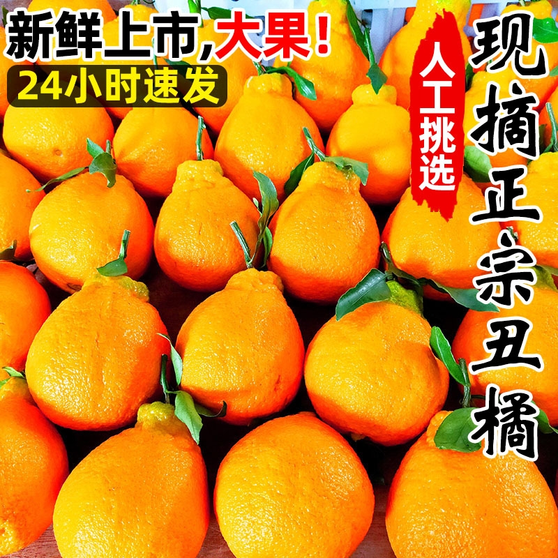 丑橘耙耙柑春见新鲜橘子丑橘耙耙柑当季时令应季水果整箱摘