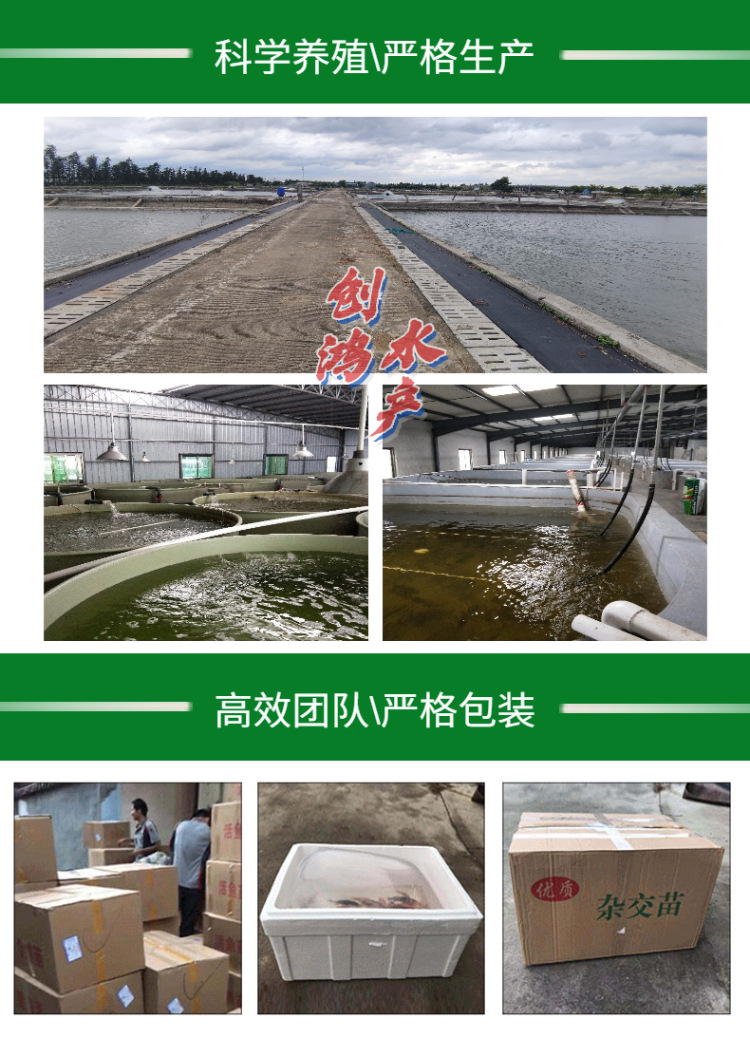 新作详情页2青鱼苗-7