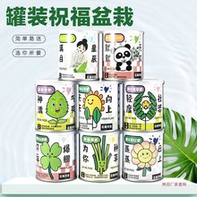 儿童罐头植物桌面迷你绿植小盆栽种植草莓向日葵种子室内种草