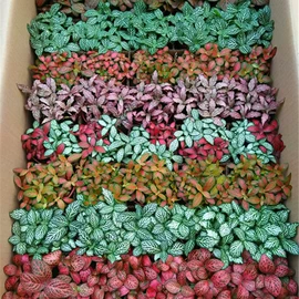 微景观;园艺工具;树脂工艺品