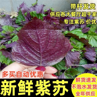 ���r���K�~500g���]�r��ʳ������r�~�rз�{������ȥ�Ⱥ�؛
