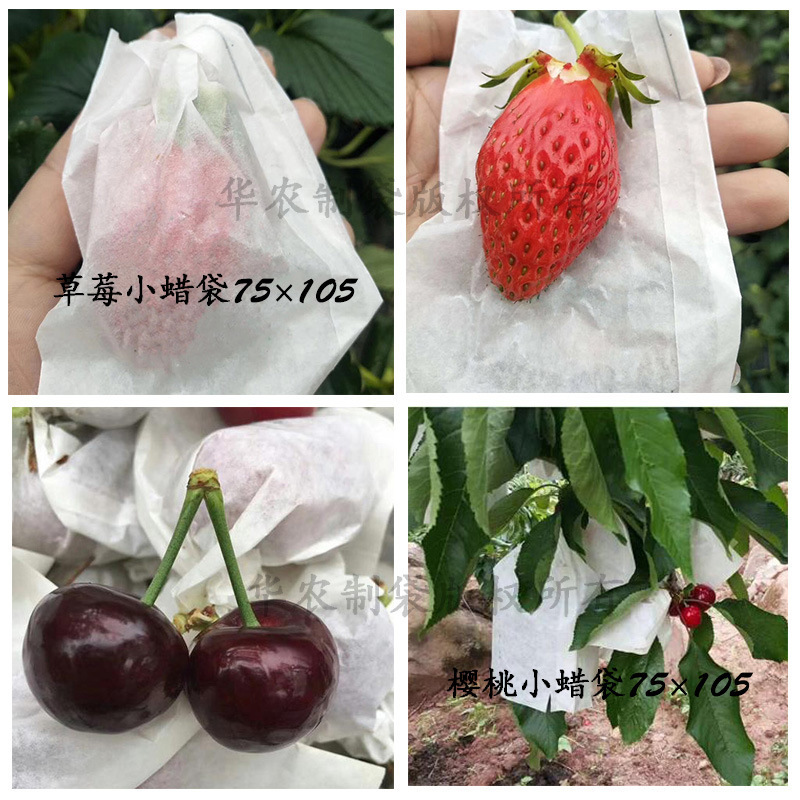 柑橘類袋詰め専用袋、オレンジ袋詰め、ザクロ袋詰め、みかん春の不知火マンゴー袋詰め、防水・防虫|undefined