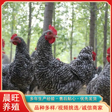 山東蘆花雞養殖脫溫雞苗什么價格成年五黑雞多大可以下蛋蘆花雞價