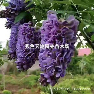 Wisteria Saplings Climbing Vines Old Pile Balcony Potted Long Spikes Multi-Flower Purple Wisteria Flower Seedlings Courtyard Front Landscape Trees