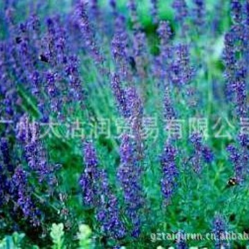 供应牛膝草精油 神香草精油 牛膝草油 神香草油 原料批发