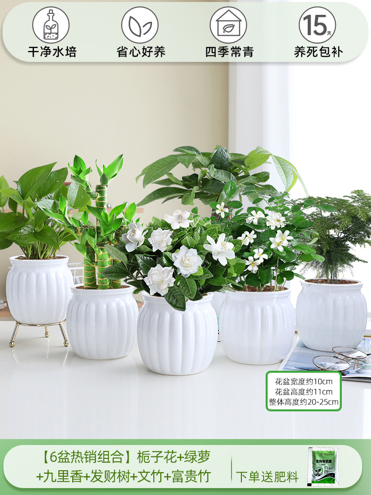 [6 화분 핫셀 조합] 치자나무 + 청무 + 구리향 + 돈나무 + 아스파라거스 + 행운죽