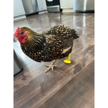�羳��Ʒ chicken & duck splints ���L�A���u���_ֺ�̶��A���o��