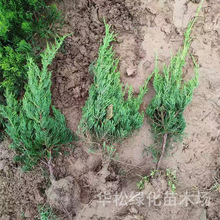 龙柏小苗基地批发园林工绿化苗木四季常青庭院观赏造型盆景龙柏球