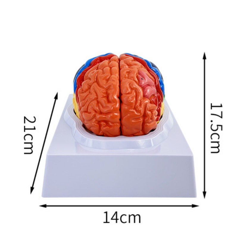 Partes del cerebro de división de color-2