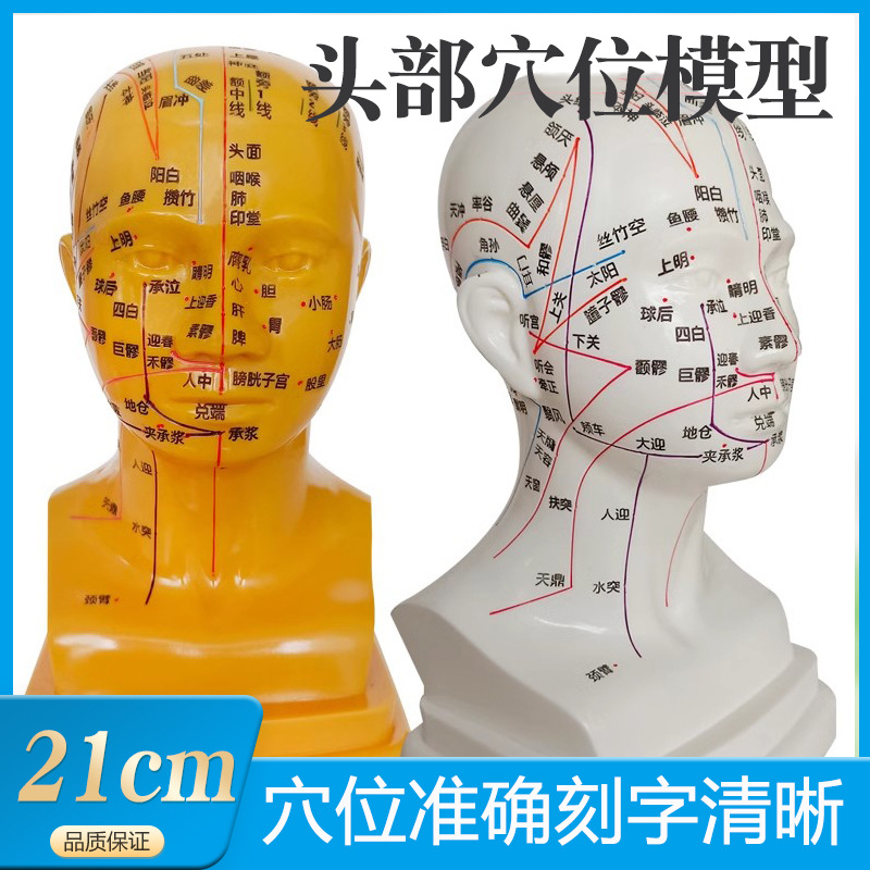头部针灸高清经络教学穴位中医模型腧穴刻字头模按摩面部假头人体