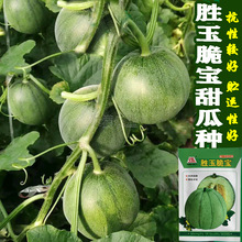 绿宝石甜瓜种子香瓜种子超甜酥脆香瓜种籽高产庭院农家四季易种子