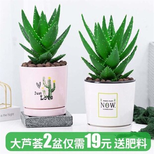 Aloe potted aloe plant aloe vera aloe beauty aloe aloe edibl