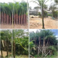 ��ɽ����ᘿ���������ᘿ��r������ᘿ��a������ᘿ����l