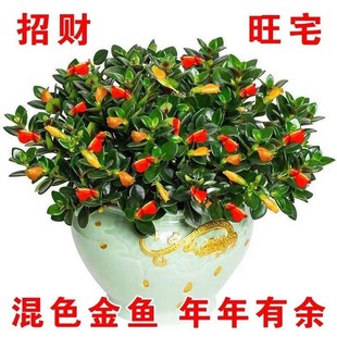 Goldfish Flower Chlorophytum Goldfish Flower Potted Goldfish Flower with Buds Indoor Evergreen Green Plant Florals Blooming in All Seasons