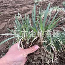 东北耐寒马莲花庭院耐荫盆栽马兰花苗多年生宿根花卉马蔺杯苗