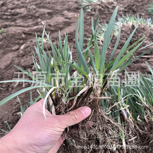 �|���ͺ��Rɏ��ͥԺ���a�����R�m����������޸������R�A����