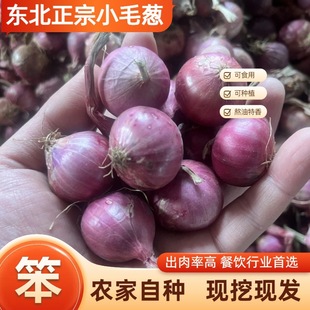 Sichuan Red Onion Seeds, Farm-Grown Small Chives, Red Onion Seeds, Balcony Potted Fresh Soil Onions, Sichuan Farm-Grown