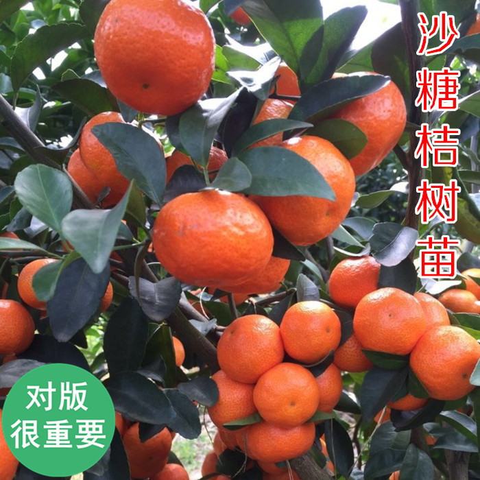 批发供应沙桔苗沙桔树苗嫁接果树沙桔苗当季果树沙桔苗