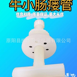bovine small intestine fistula small intestine fistula