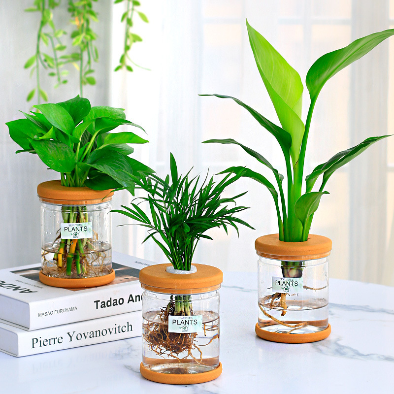グリーンラタン水耕栽培ホルムアルデヒド除去鉢植え金のなる木ミント富竹屋内花緑植物オフィスグリーンラタン|undefined