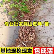 四季室外庭院三叶爬墙虎苗五叶爬山虎爬藤植物护坡绿化工程苗木