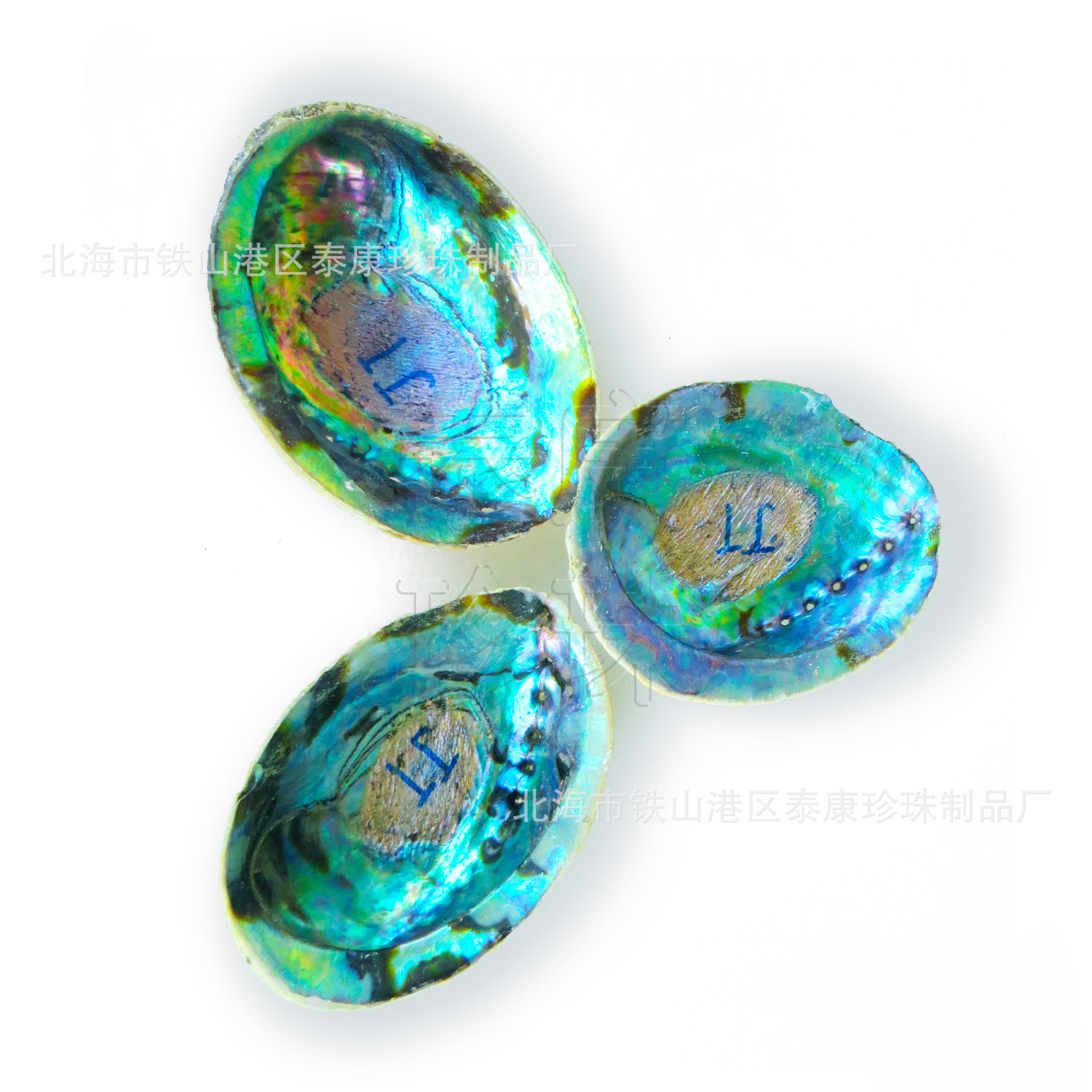 IMG_2436 新西兰JT鲍鱼壳3.jpg