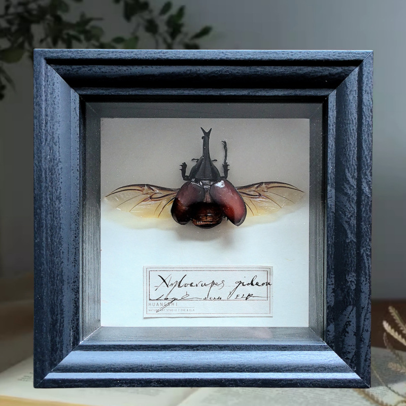 European Butterfly Insect Specimen Storage Box Square Display Box Box Stereo Hollow Photo Frame Large Size Black Photo Frame