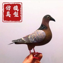 仿真鸟动物静态模型鸽子斑鸠泡沫摄影教科道具玩具场景装饰摆件