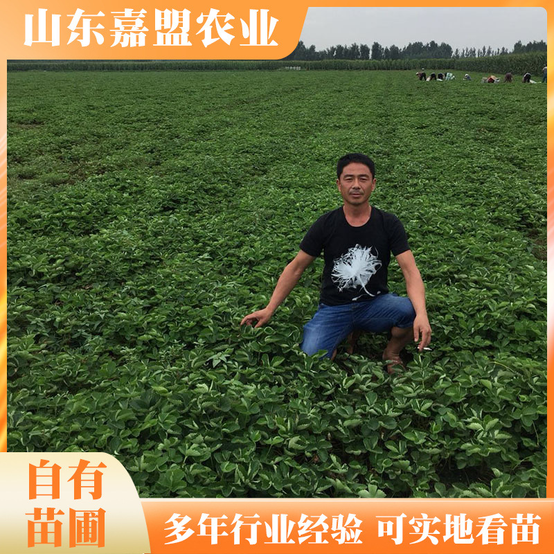 草莓苗品种全基地直发 1000棵包邮草莓秧 奶油红颜草莓苗