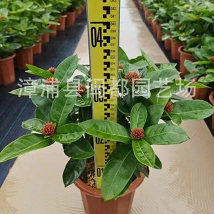 �¼������������� ���ҿ͏d�̨�ļ��_��ֲ�� ���B�׻� ����r��