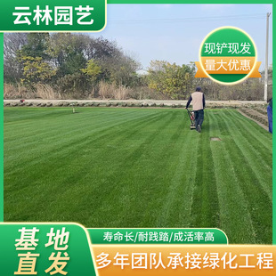 Bermuda Mixed Rye Grass Lawn Garden Golf Green Green Turf Rye Grass Mixed Lawn