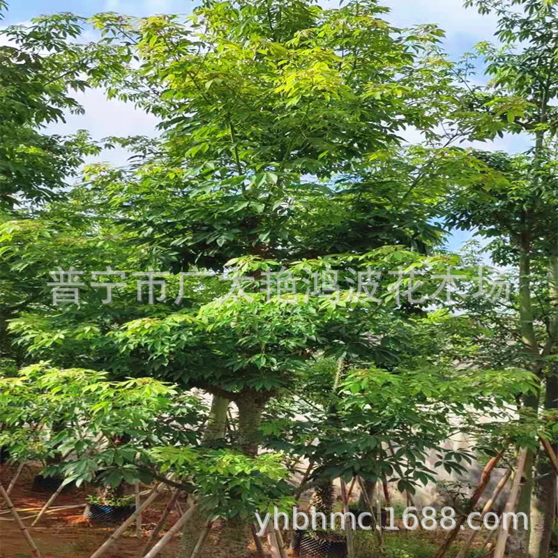 广东大腹异木棉绿植美人树美丽异木棉移植苗容器苗米径5-25公分树