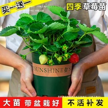 ��ݮ���Ԏ�����ʳ��̖���|�̨���Ͳ�ݮ�t�ݮ�����ļ��Y�����B