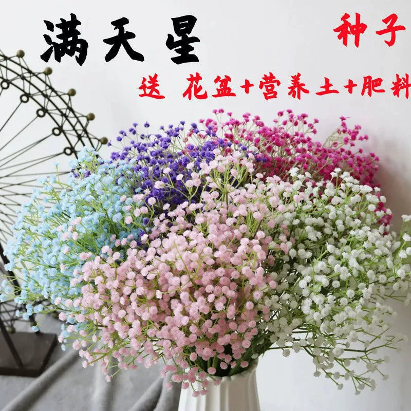 Семена Гипсофилы взрывной горшок Four Seasons легко жить цветение непрерывный крытый балкон горшечные Семена Цветочные растения