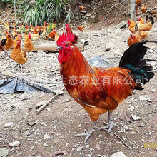 批发青脚土鸡公苗活体出壳一日龄鸡幼苗小型养殖试养支持技术指导
