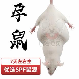 ����ؐ�����������з����NС���󁆳ɜ����x��B��������