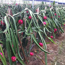 红心红肉火龙果树苗南方北方四季种植阳台庭院室内外种植当年结果